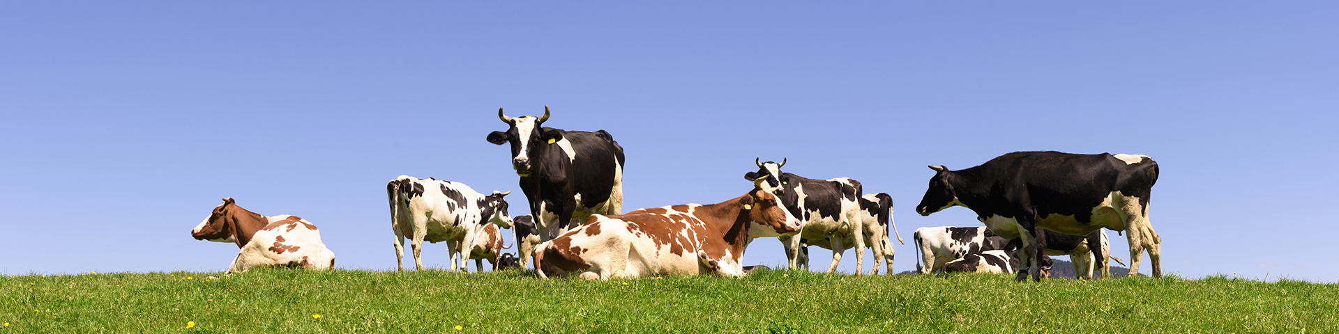 نمایشگاه دامداری و لوازم مرتبط بورسا ترکیه (Bursa Stockbreeding Fair)